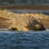 Krokodyl nilsky - Crocodylus niloticus - Nile Crocodile o2848